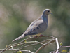 Mourning Dove